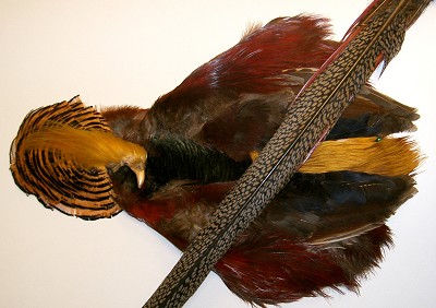 Golden Pheasant Complete Skin 