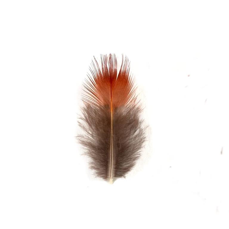 NATURE SPIRIT Golden Pheasant Red Flank Feathers