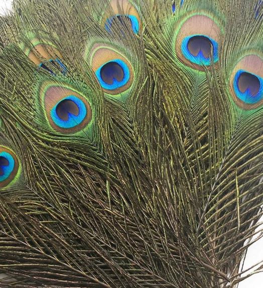 WHALESBACK Peacock Eyes