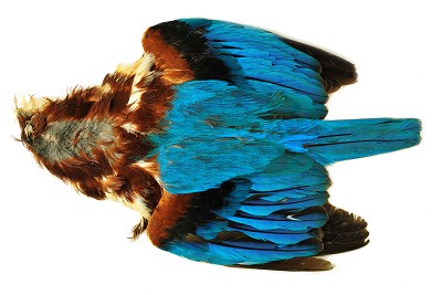 Asian Kingfisher skin