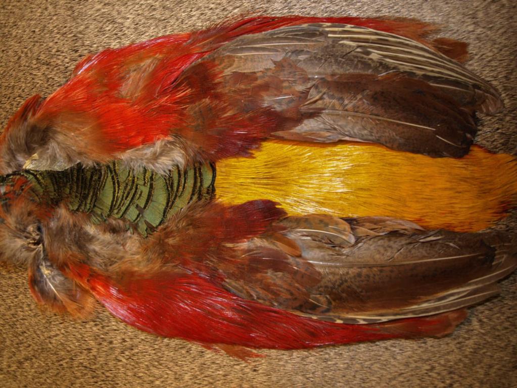 Veniard Golden Pheasant Complete Head No.1 Natural & Dyed 