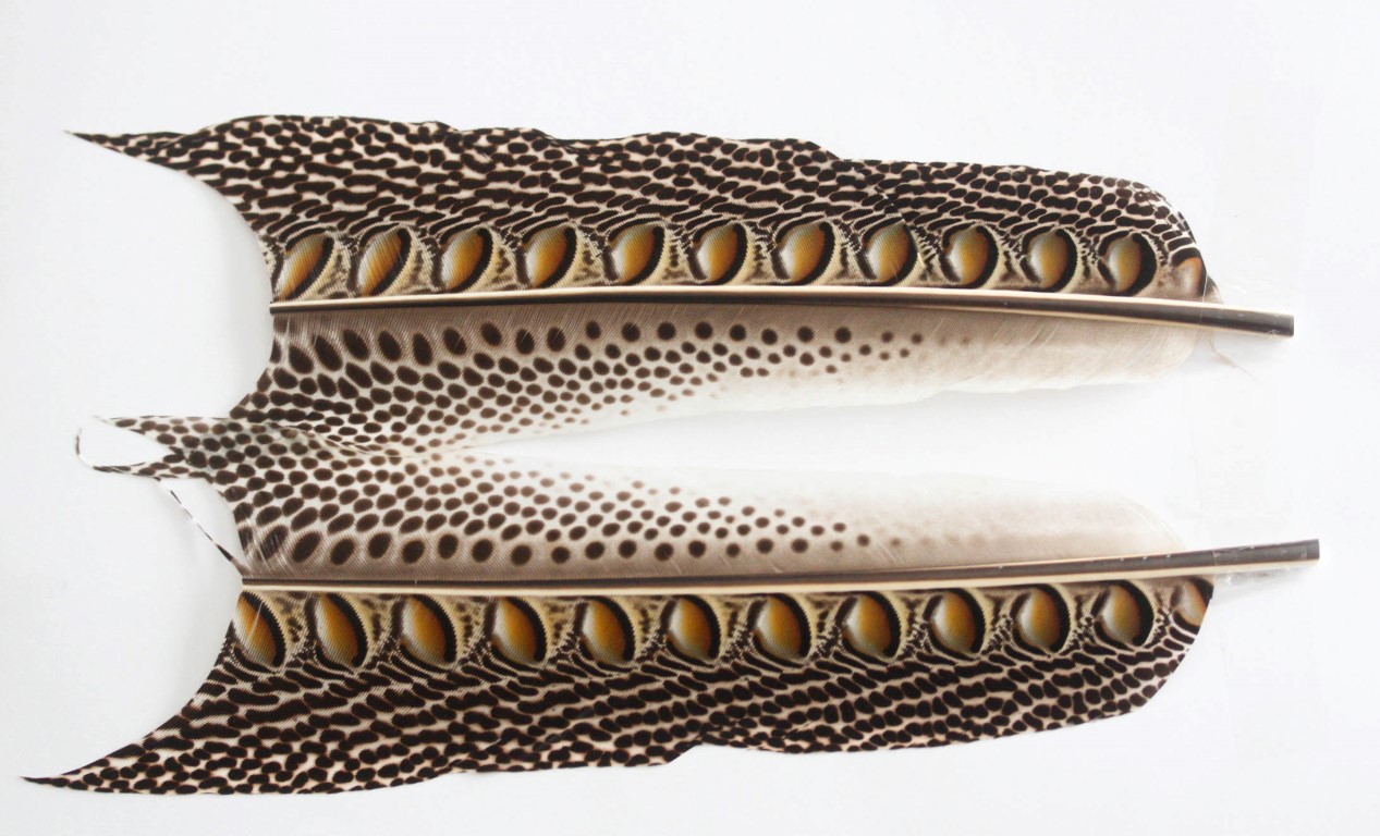 Argus Pheasant Tail sections