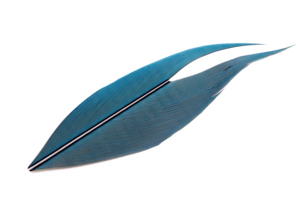 MACAW 1 INCH TAIL SECTION