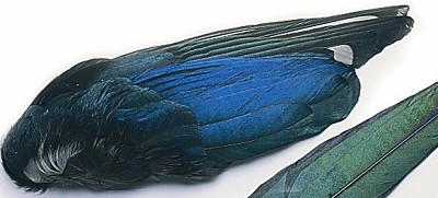 Magpie Wings