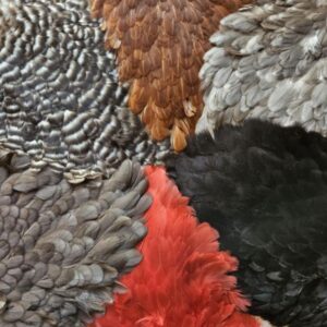WHITING 4 B's Hen Saddle