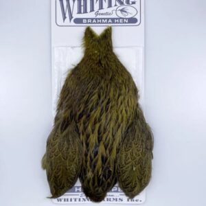 WHITING BRAHMA HEN CAPE
