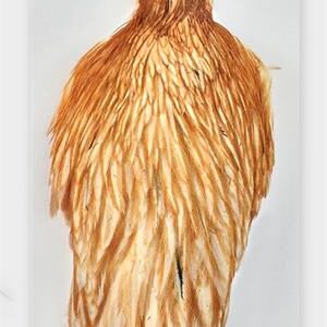 WHITING HEBERT HEN CAPES