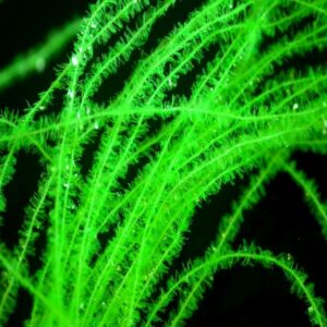 FLYBOX GEL CORE MICRO BODY