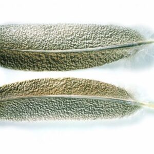 VENIARD Oak mottled Turkey Wing Quills GRADE 1