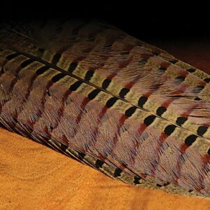 VENIARD Ring Neck Pheasant Complete tail