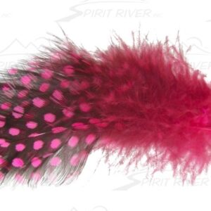 SPIRIT RIVER UV2 LARGE EYED GUINEA