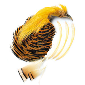 VENIARD Golden Pheasant  No 1 complete head & tippet