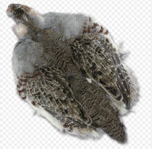 WAPSI HUNGARIAN Partridge Skins