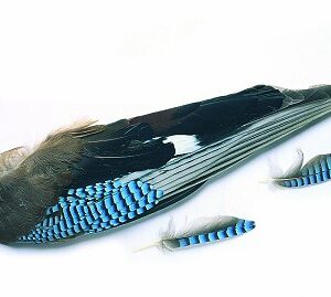VENIARD Blue Jay Wings (Asian)