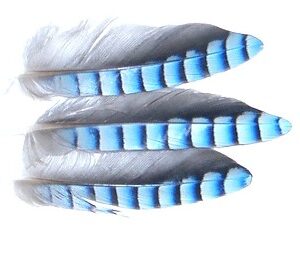 VENIARD Blue Jay Hackles