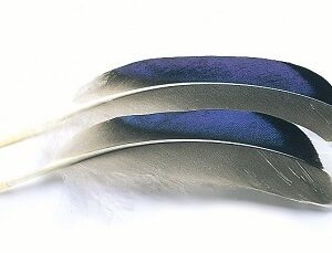 VENIARD Mallard Duck Wing Quills Blue White Tip (Butcher Blues)