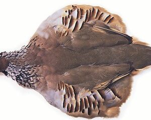 VENIARD French Partridge Complete Skin