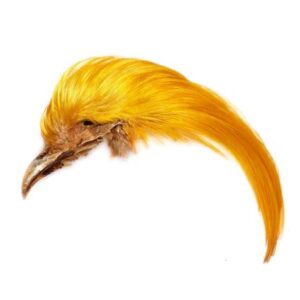 VENIARD Golden Pheasant  No1 topping crest