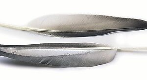 VENIARD Mallard Duck Wing Quills Grey