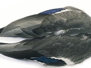 VENIARD Mallard Duck Whole Wings