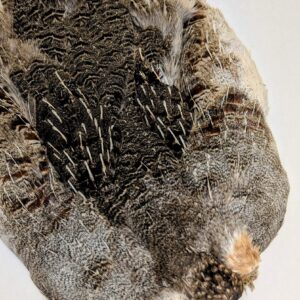 Partridge