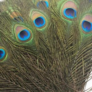 WHALESBACK Peacock Eyes