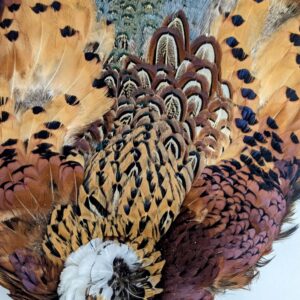 Pheasant