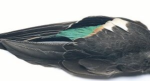 VENIARD Teal Duck whole wings