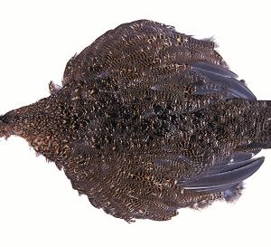 cookshill Grouse Complete Body Skin