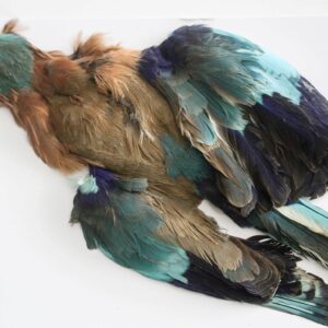 COOKSHILL Indian Roller