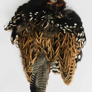 COOKSHILL Black Francolin
