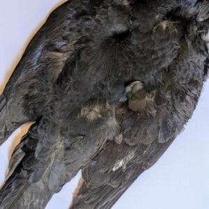 COOKSHILL Jackdaw whole skin