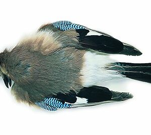 cookshill Blue Jay Full Skin