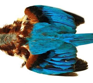COOKSHILL Asian Kingfisher skin