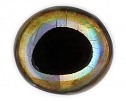 SYBAI 3D Epoxy Fish Eyes