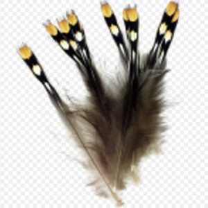 Whalesback JUNGLE COCK nails