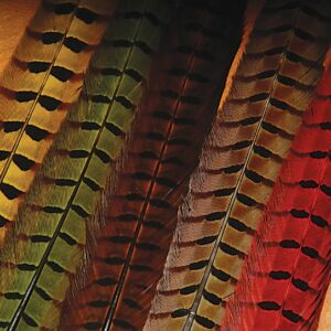 WAPSI Ringneck Pheasant Center tail pairs