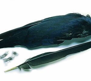 VENIARD Crow Wings